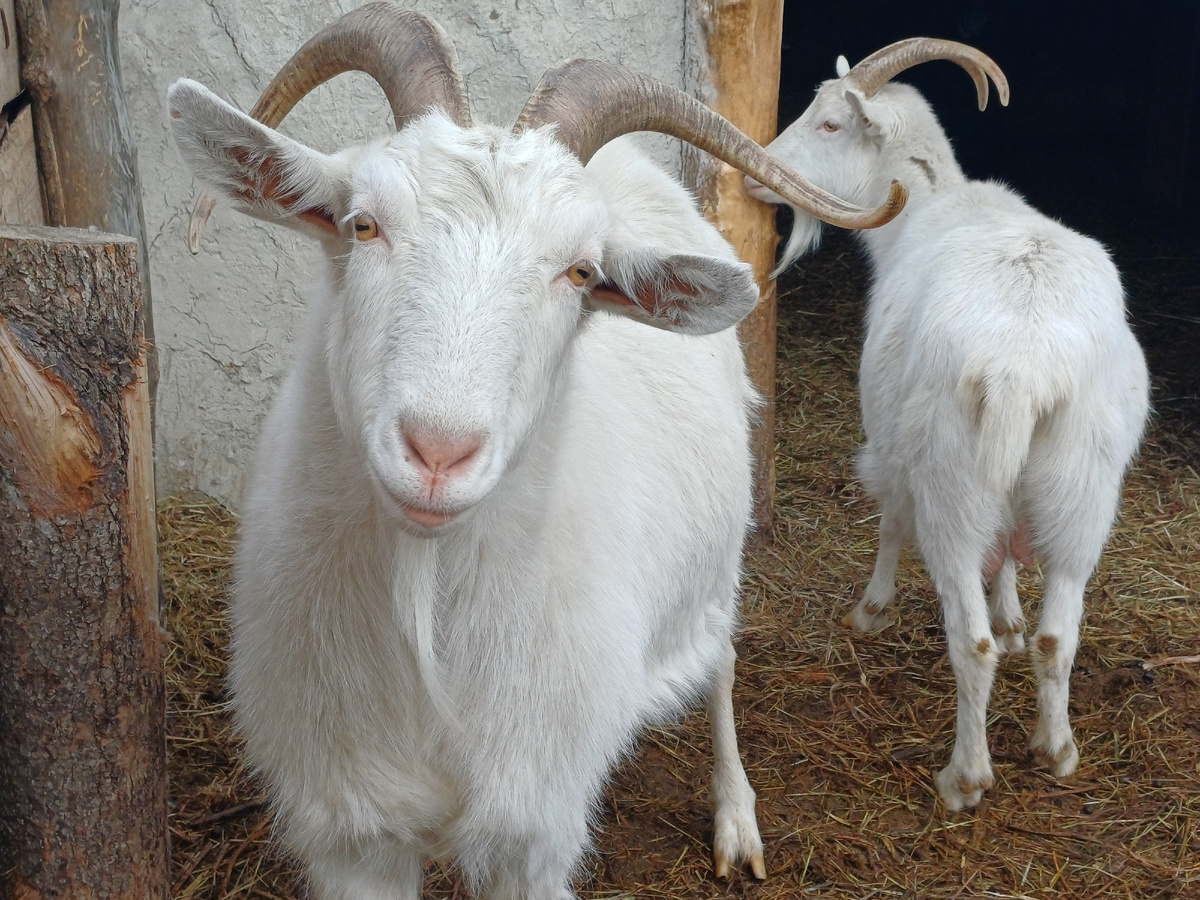 Этот красавец и есть козлик Бахарчук