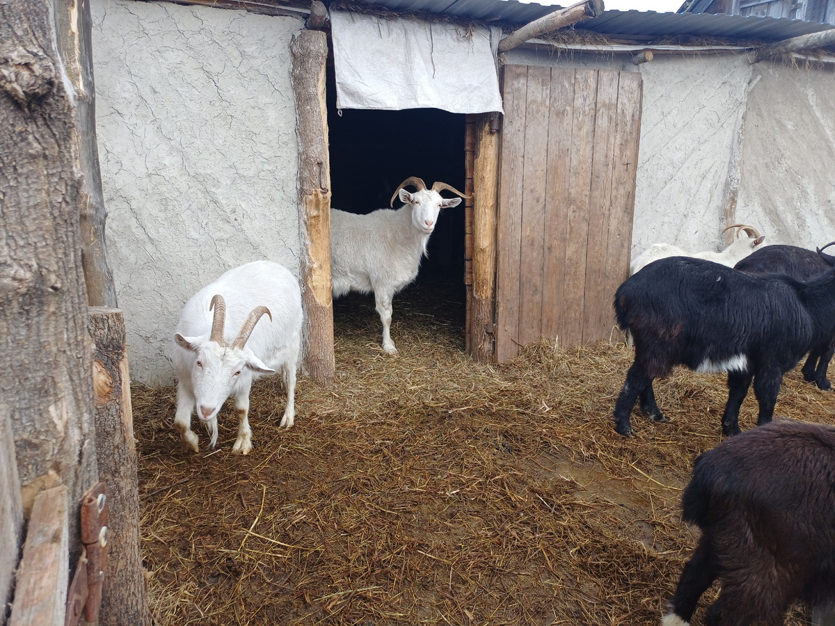 Козлик который родился 2 раза