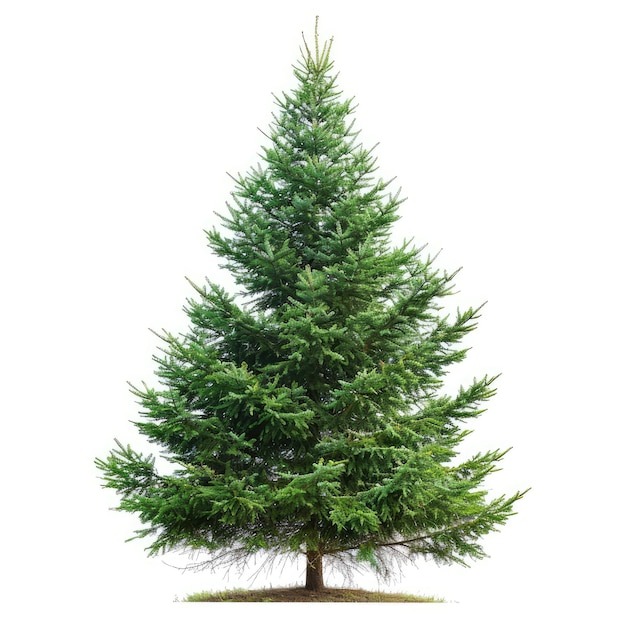 Ель обыкновенная