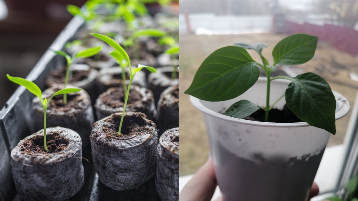 Разница видна уже на стадии рассады