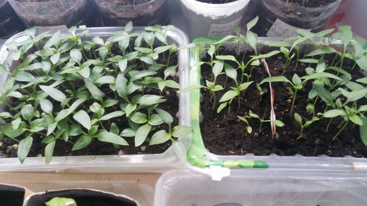 Факты против заблуждений - реальная статистика всхожести