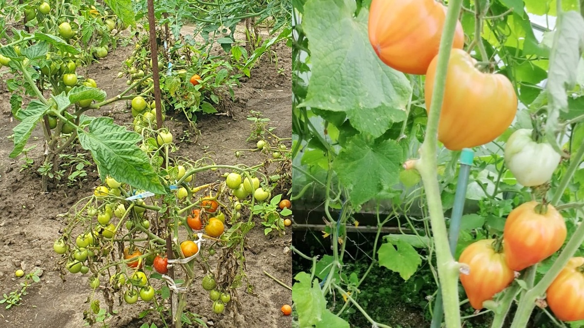 Слева - томат с регулярным поливом, справа - неприхотливый сорт без полива сорок дней