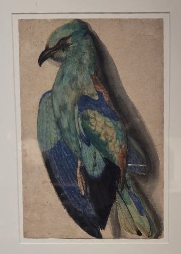 Лукас Кранах Старший. Мертвая сизоворонка Около 1530 бумага, акварель, гуашь