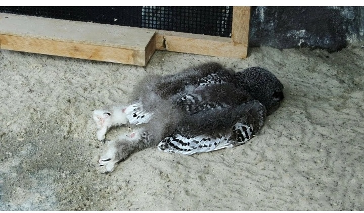 Мам, я устал....