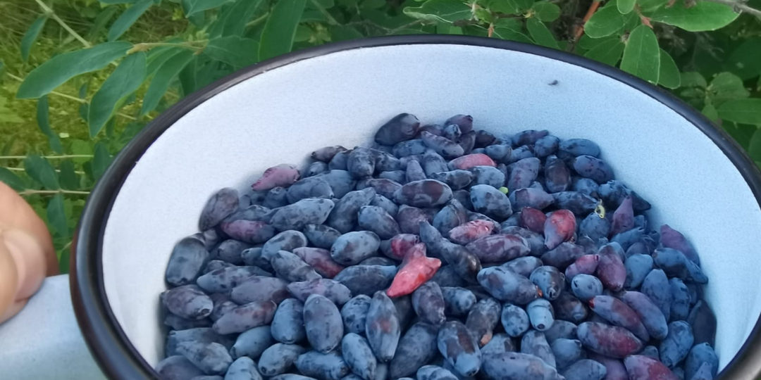 Испытал весеннюю подкормку жимолости 3 сезона. Зола лучше химии