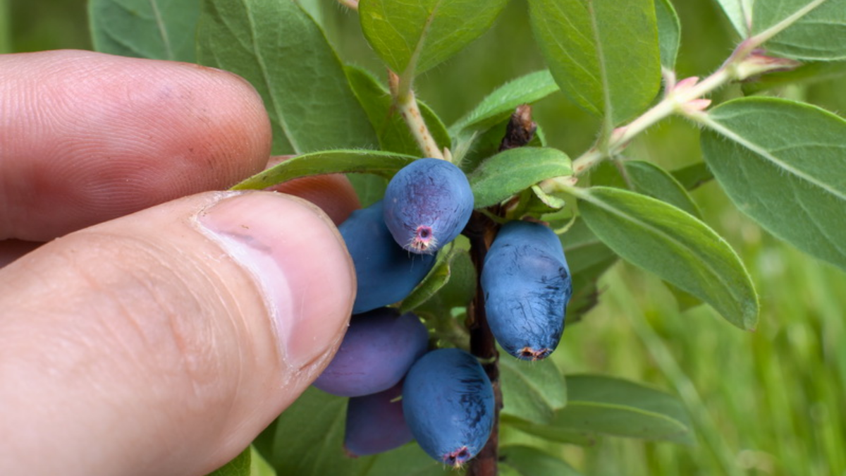 Ягоды с зольной подкормки заметно крупнее и ярче по цвету