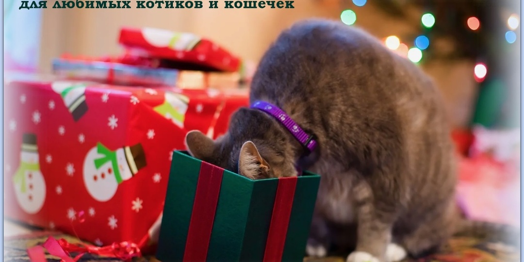 🐾 Кошачий календарь: 30 декабря. День новогодних подарков для любимых котиков и кошечек