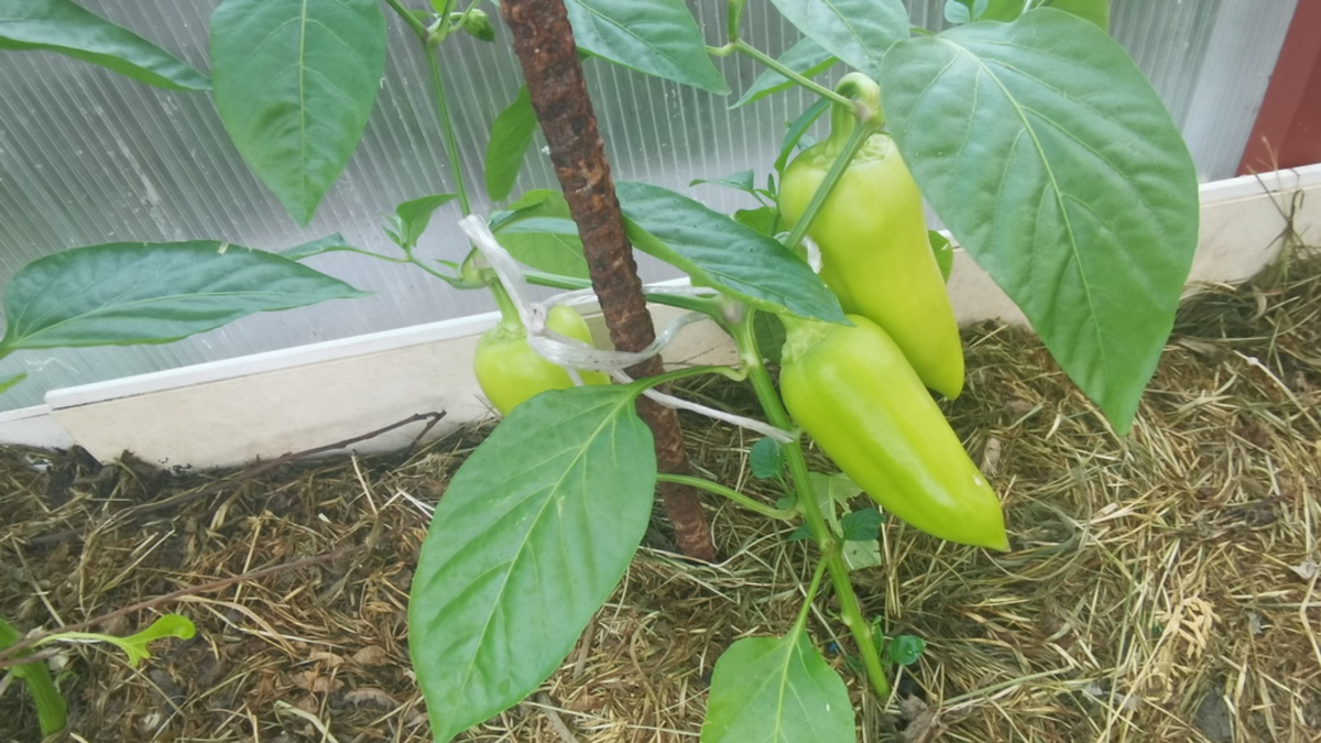 Ранние надежные сорта - основа стабильного урожая