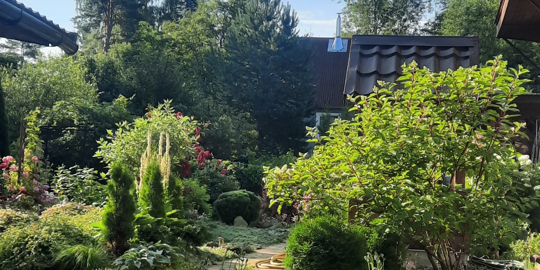 И еще немного лета в новогоднюю ночь. Зеленый сад...