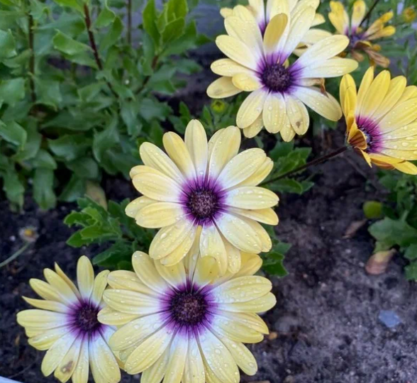 Вот в чем основной секрет выращивания остеоспермума. Основные принципы посадки и ухода за голубоглазой ромашкой