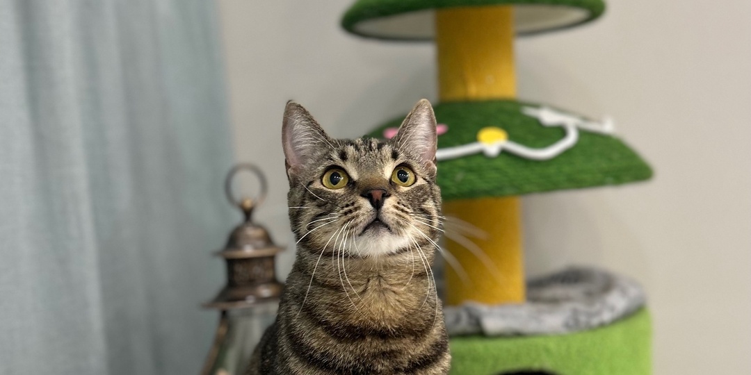 🎉Котики - завоеватели сердец в уходящем году!🎁