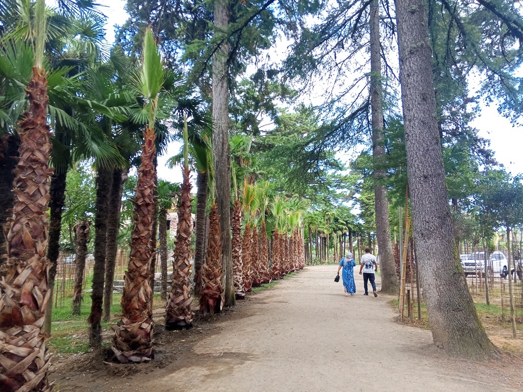 Драндский монастырь. Абхазия-2025