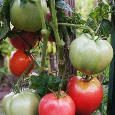 Томат Супер клуша: урожайный штамбовый сорт для открытого грунта