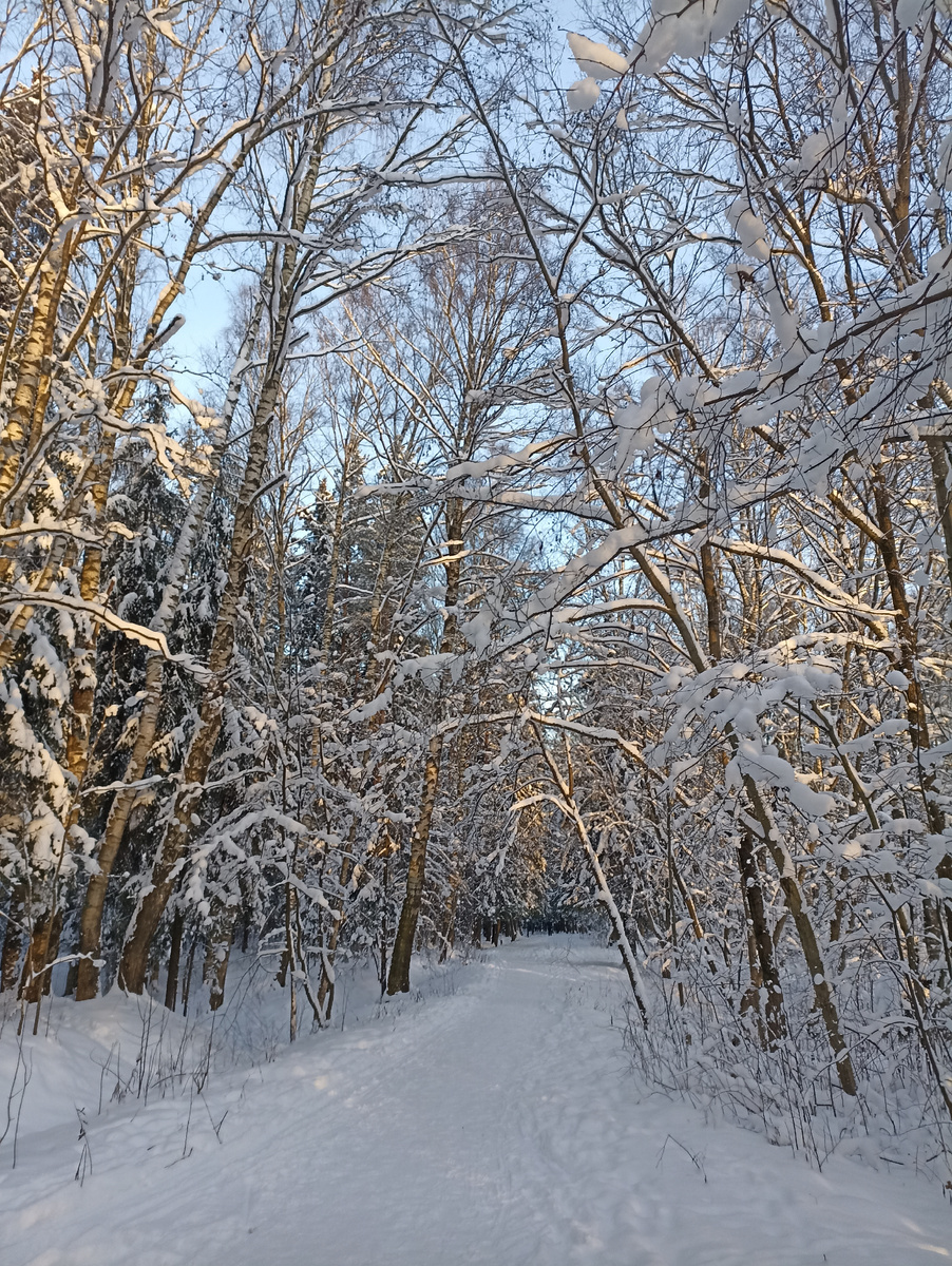 В Шуваловском парке. Снежные поейзажи. Вот за что я люблю зиму 