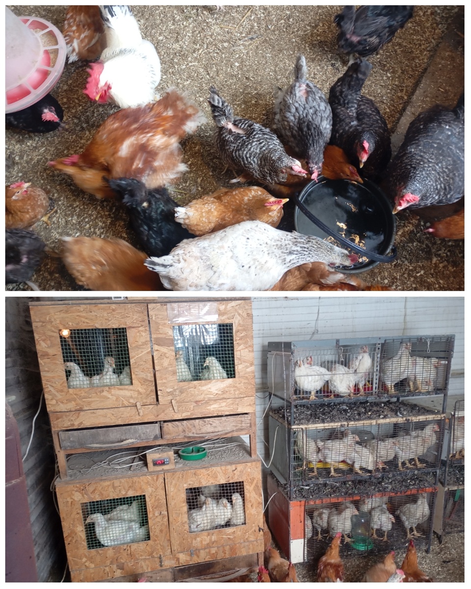 Бройлеры ( в клетках). Итак, это бешеные птицы, ну просто птеродактили! Как верно было подмечено супругой : " ...они голодные и хотят кушать!". Согласен, но для меня они всё те же дикие птеродактили!🤣🤣🤣