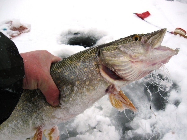     Фото автора.