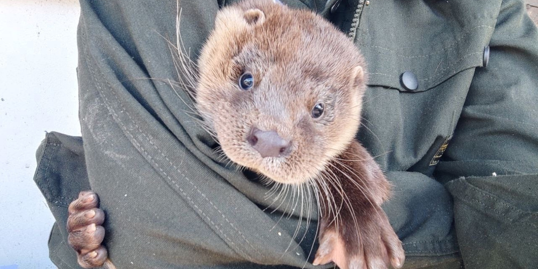 Выдрёнок Барни из Псковского района нуждается в опекуне