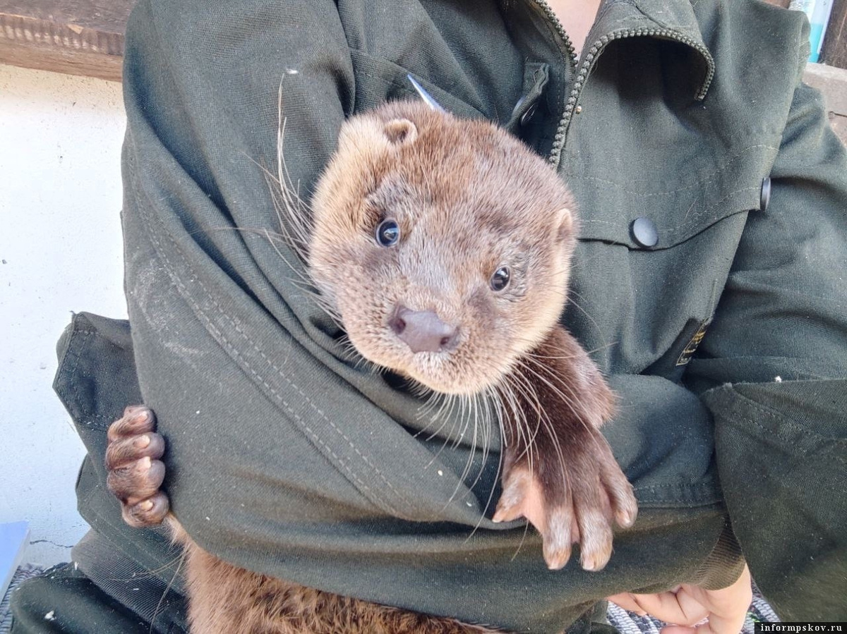 Барни. Фото: «Птичий дворик»