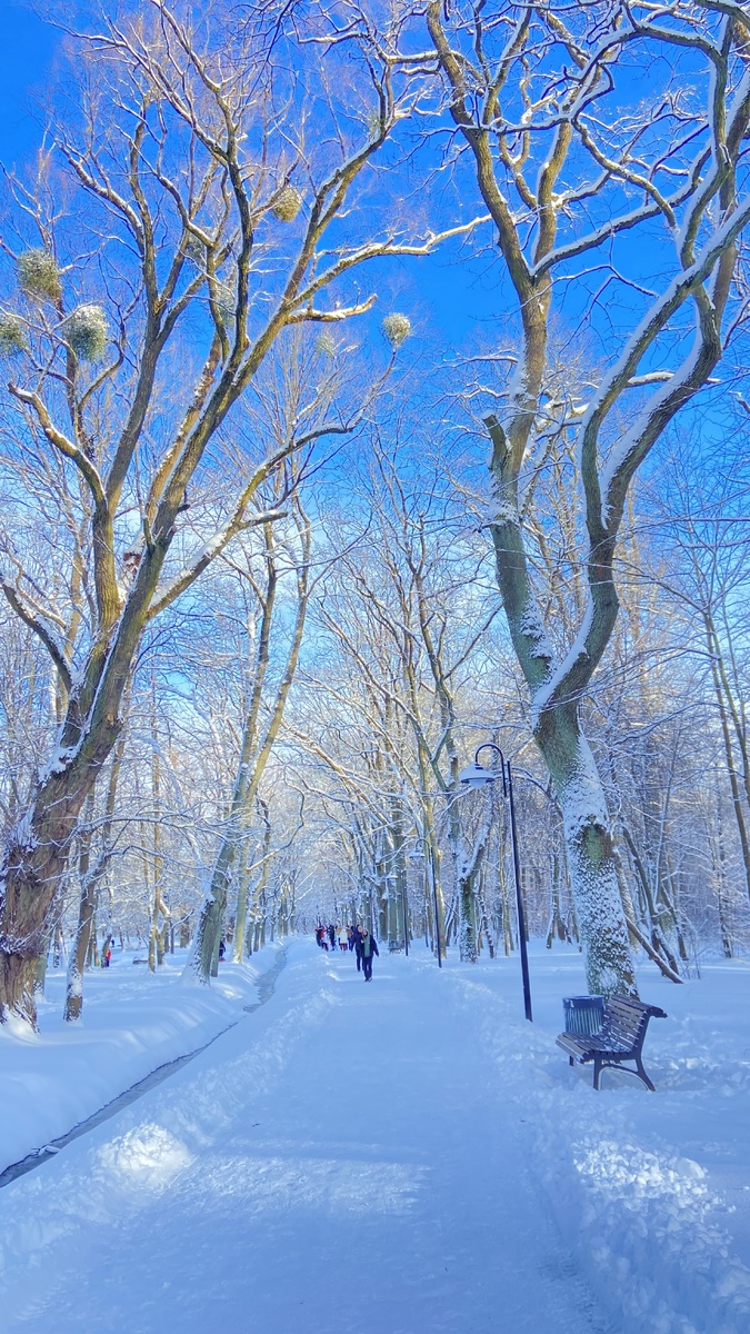 Зима в Калининграде 