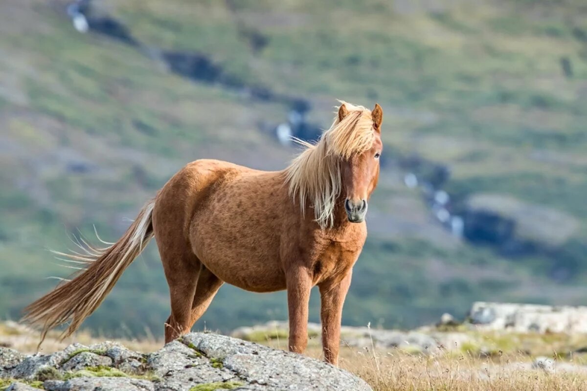    Тайна, скрытая в сердце викингов.