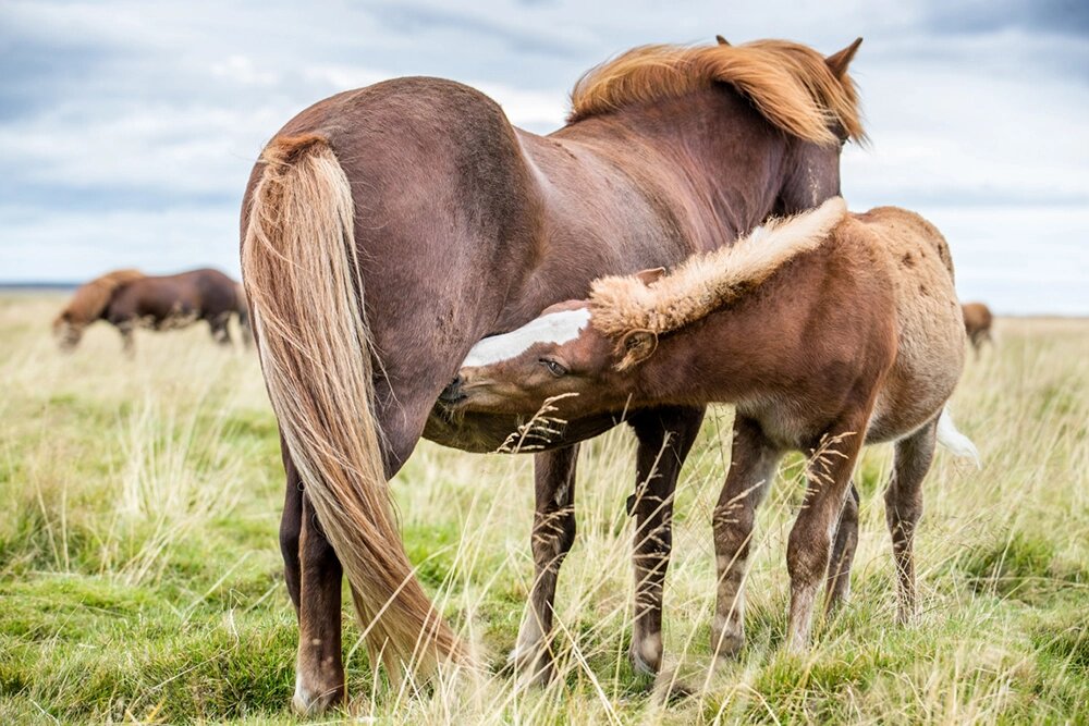    Чистота породы. Фото: Геннадий Юсин