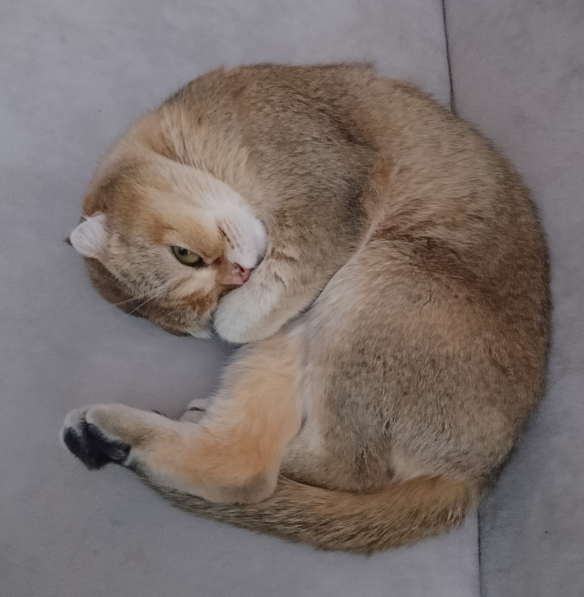 От Тосечки вам всем привет! Так-то она уже спит, но привет передавала