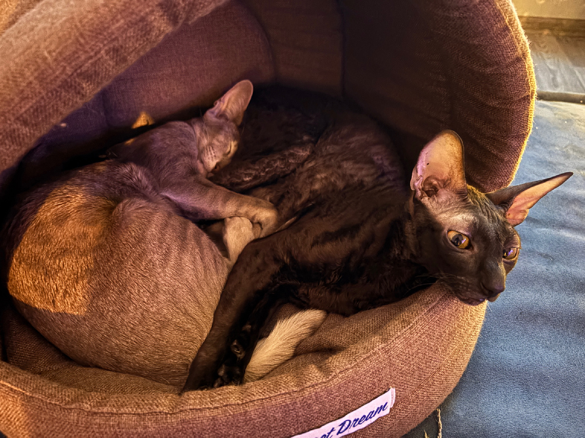 Фото автора. Лучше котиков покажу. Вот кто всегда идеален ))) 