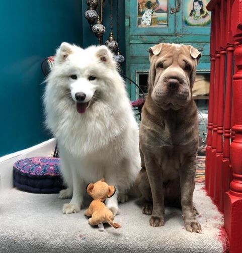 Фото @natalia_osipova_official