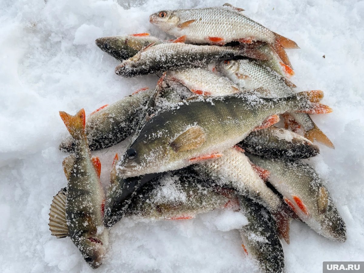     Отлично клевала рыба у курганской деревни Кошкино