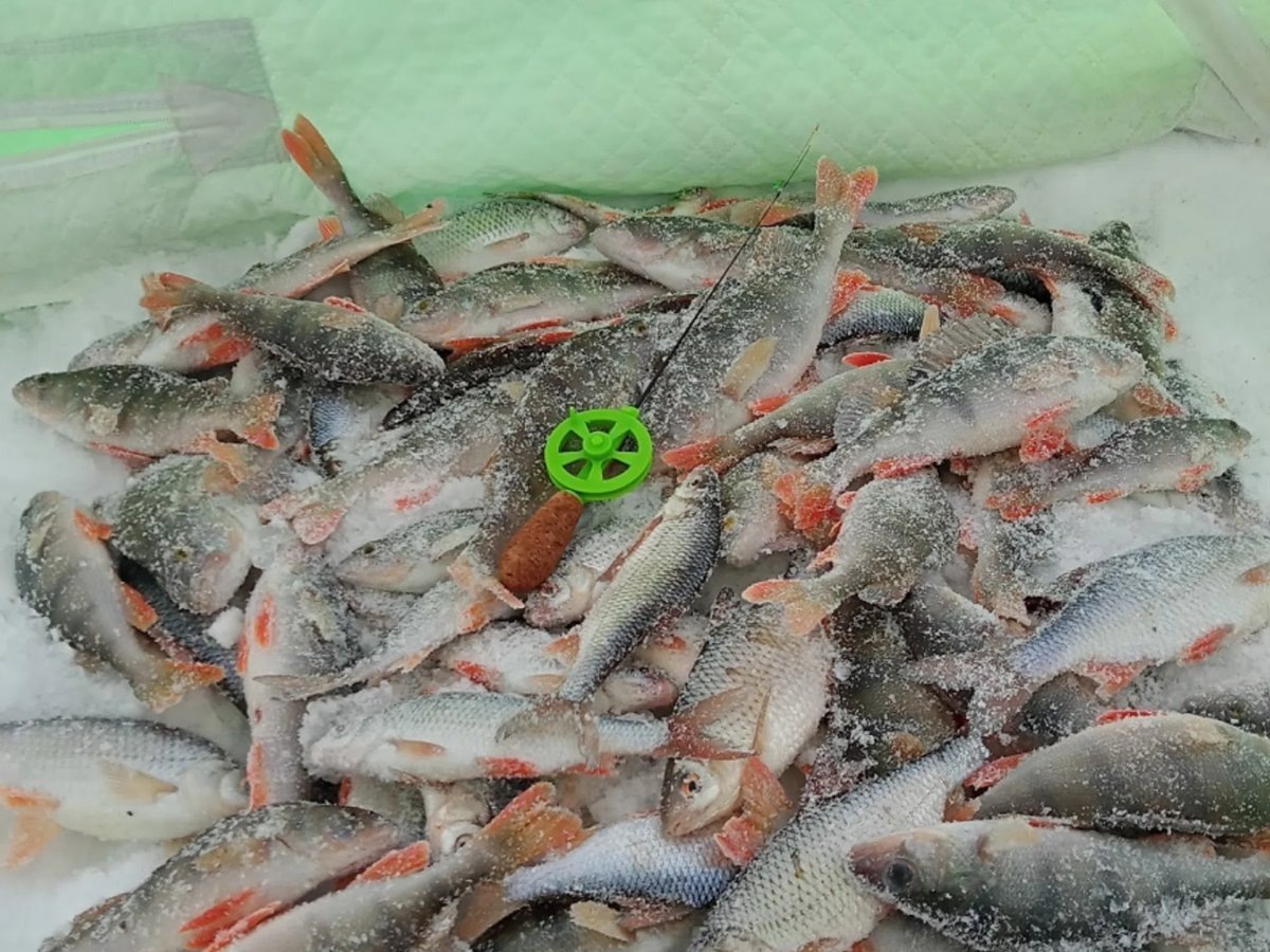    Улов на реке Тобол