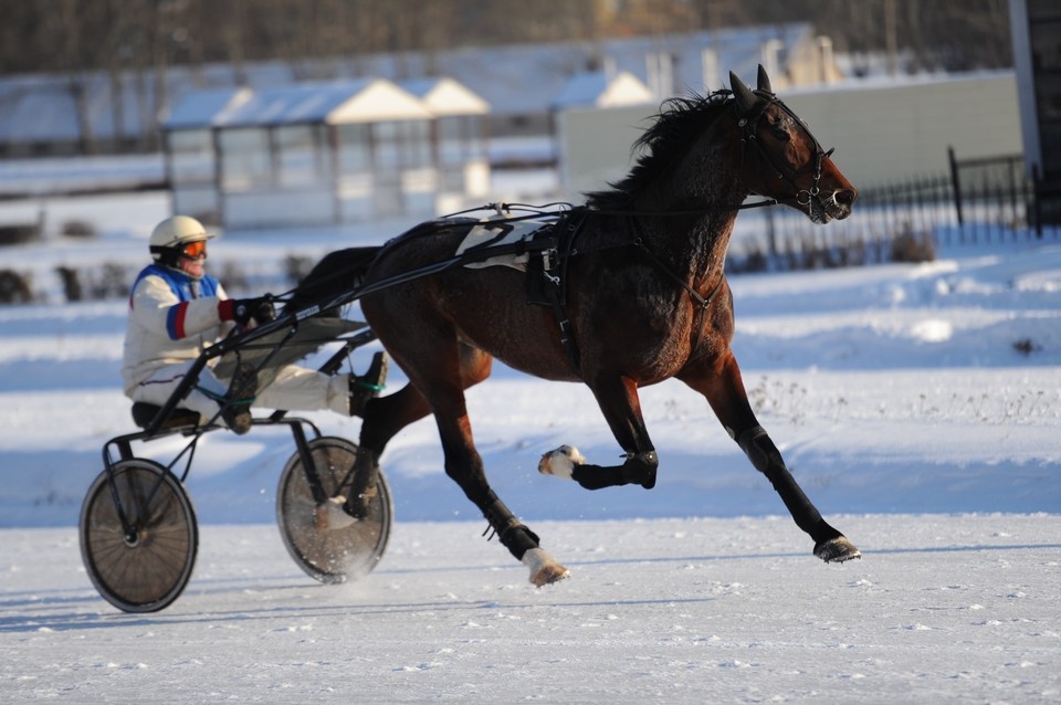    В конном спорте рысаки могут выступать практически в каждой дисциплине Иван ВИСЛОВ