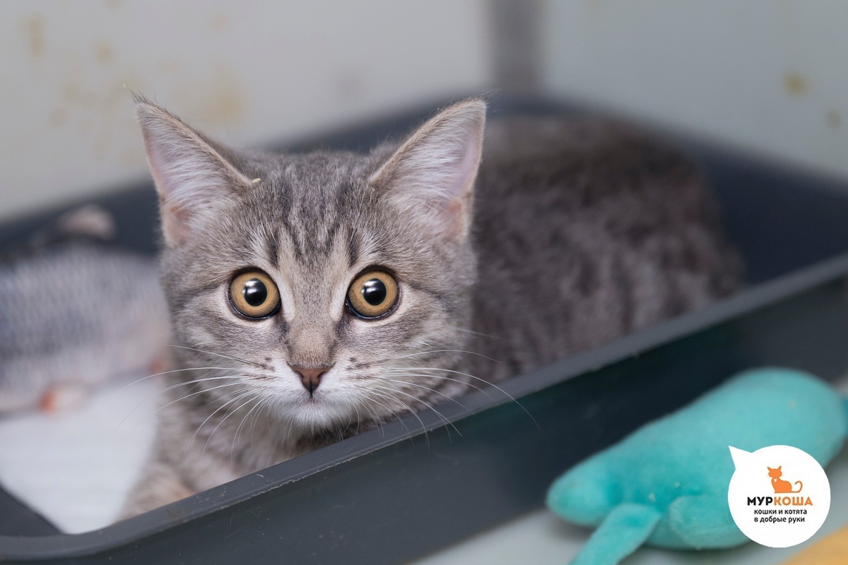 Айми найдена на улице.