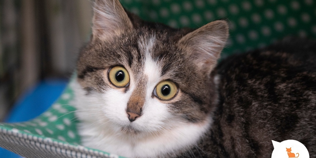 Ваша мечта на новый год