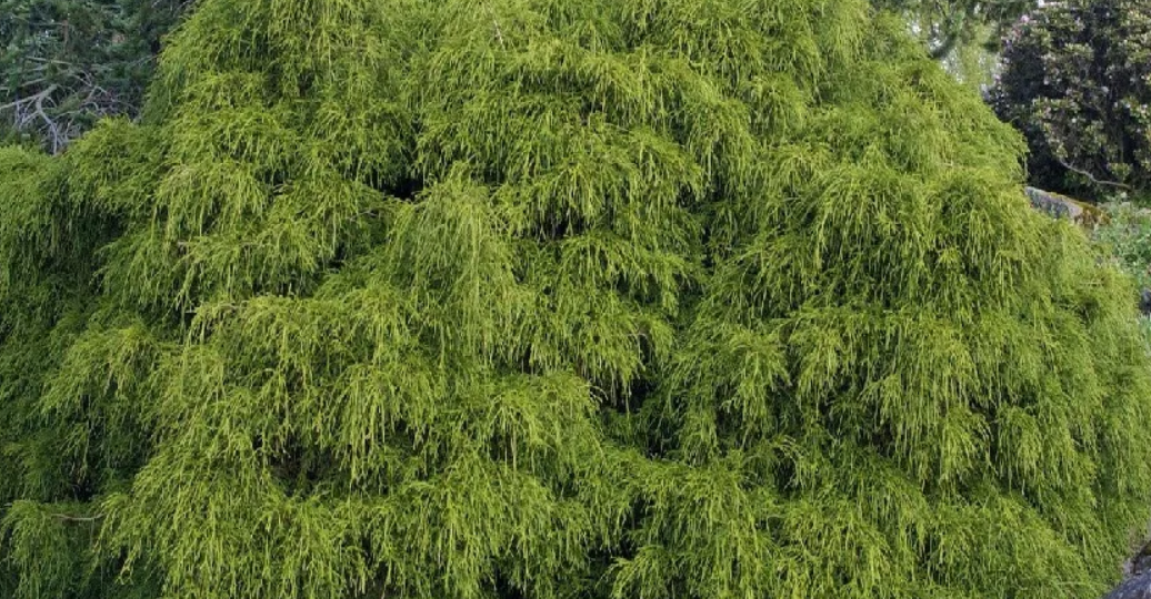 Кипарисовик горохоплодный как декоративная культура