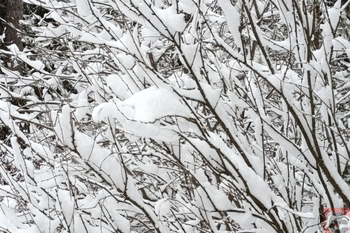    Фото: Прецедент