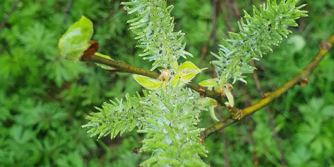 Краснокаменск - поселок посреди тайги