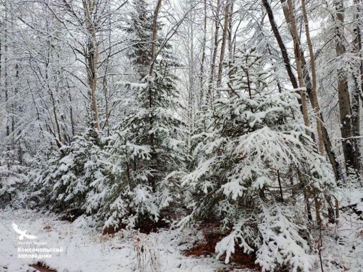    Фото:из архива «Заповедного Приамурья»