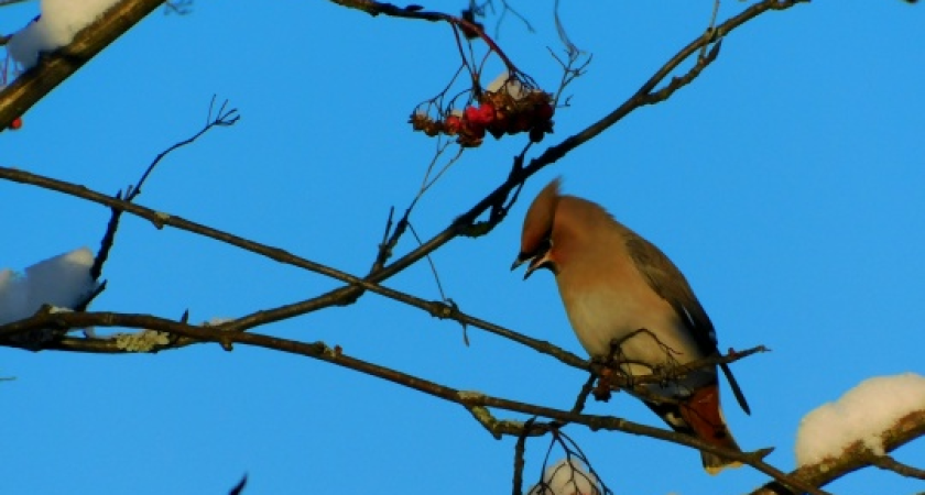   Фото Вячеслава Вольгина