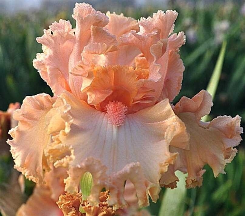 SHE (она) та самая, женщина, женская особь, самка