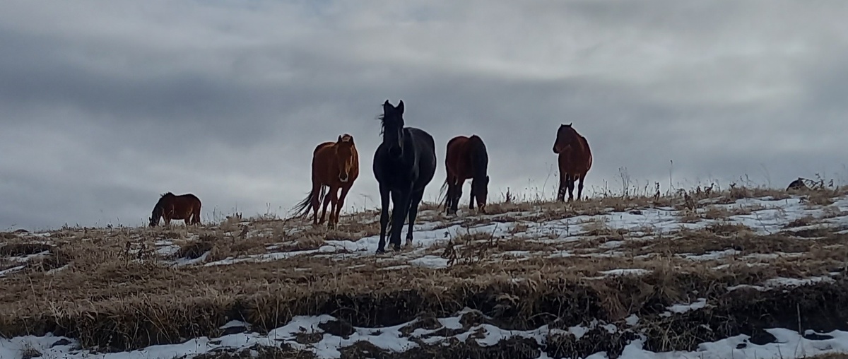 Лошади в окрестностях Кисловодска