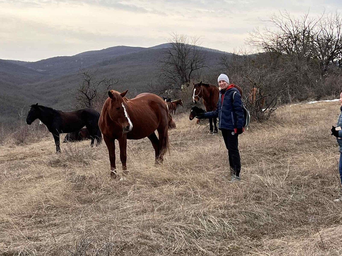 Лошади в Крымских горах