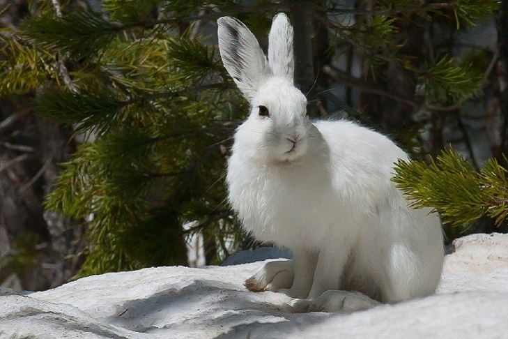     Зайцы-беляки – чемпионы маскировки. Фото Новосибирского зоопарка