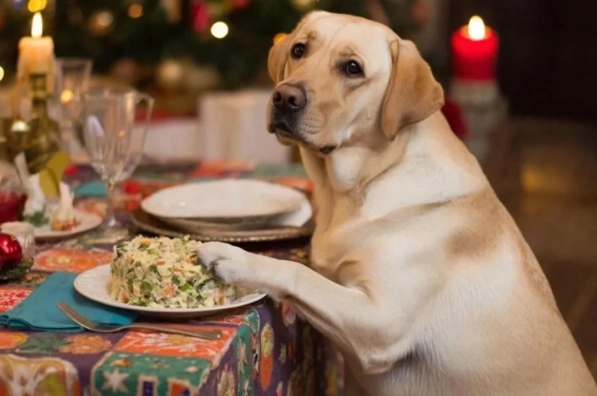    Ветеринар Олефир ответила, какая еда с новогоднего стола убьет питомца