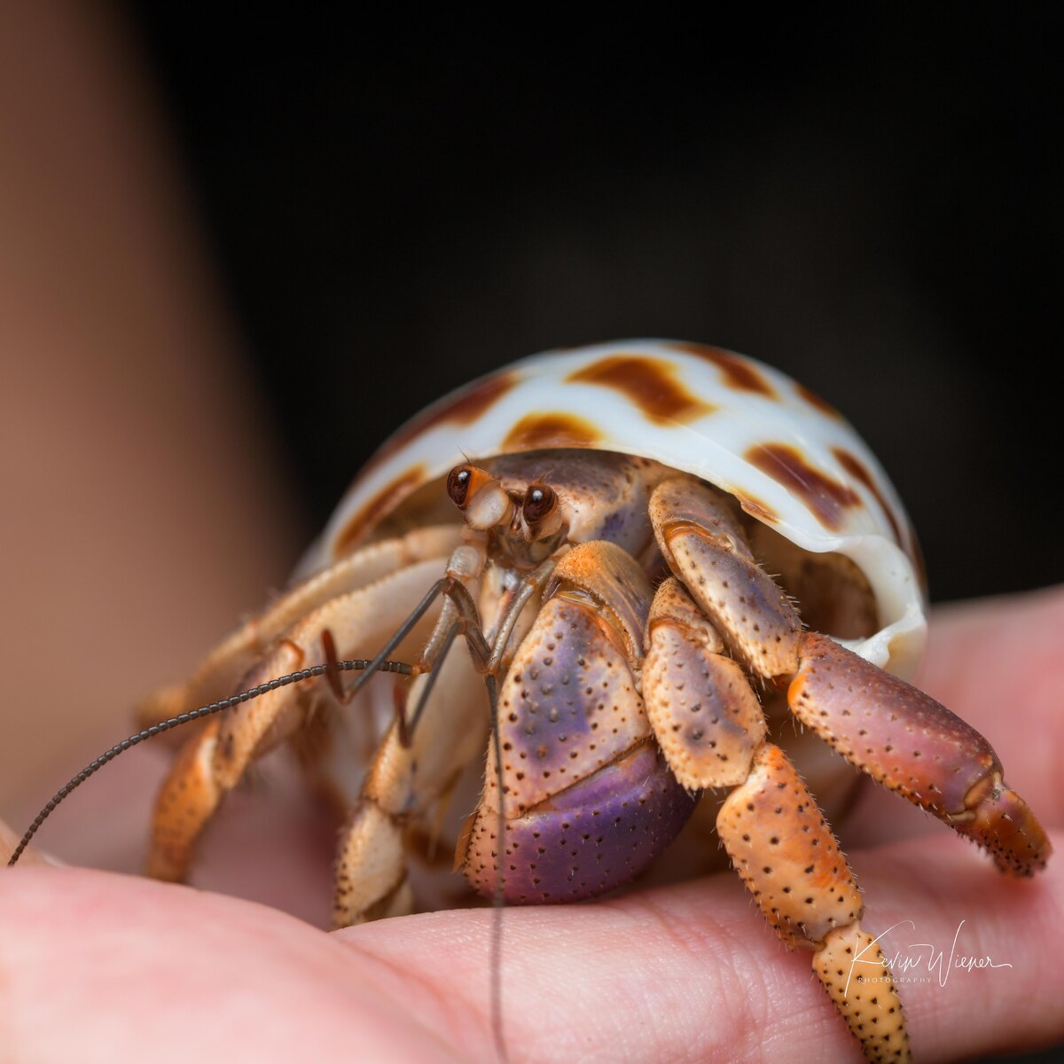 Coenobita clypeatus.