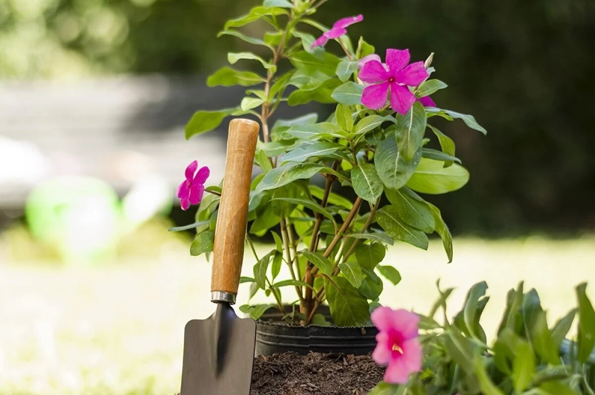    В Тюмени 4 января пройдет новогодняя ярмарка и своп растений