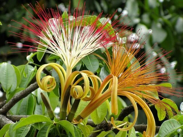 Вот таким цветением может удивить это растение на своей родине