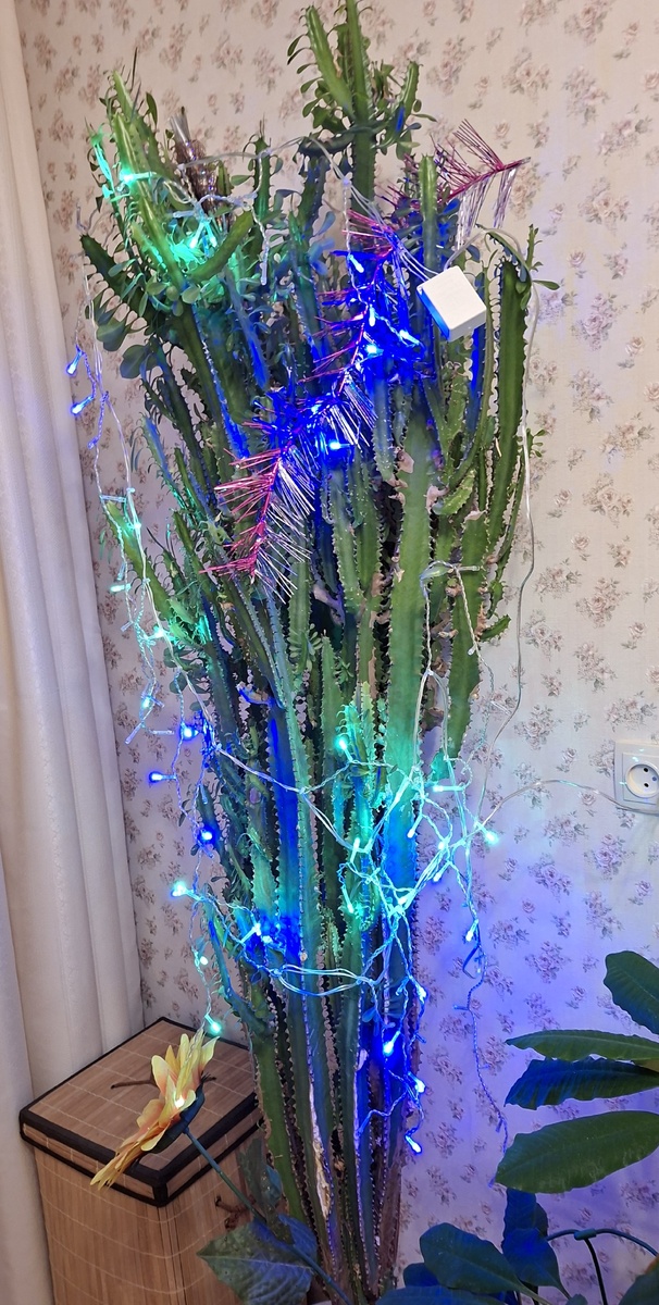 Вот так я украшают гирляндой мой молочай 