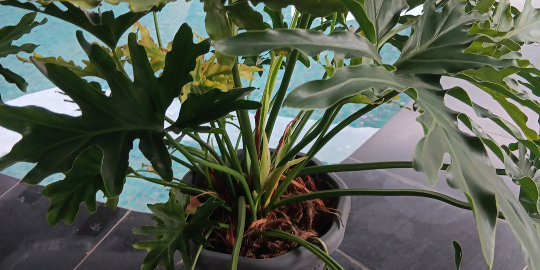 Филодендрон Селло: гигант в тропиках и у вас дом