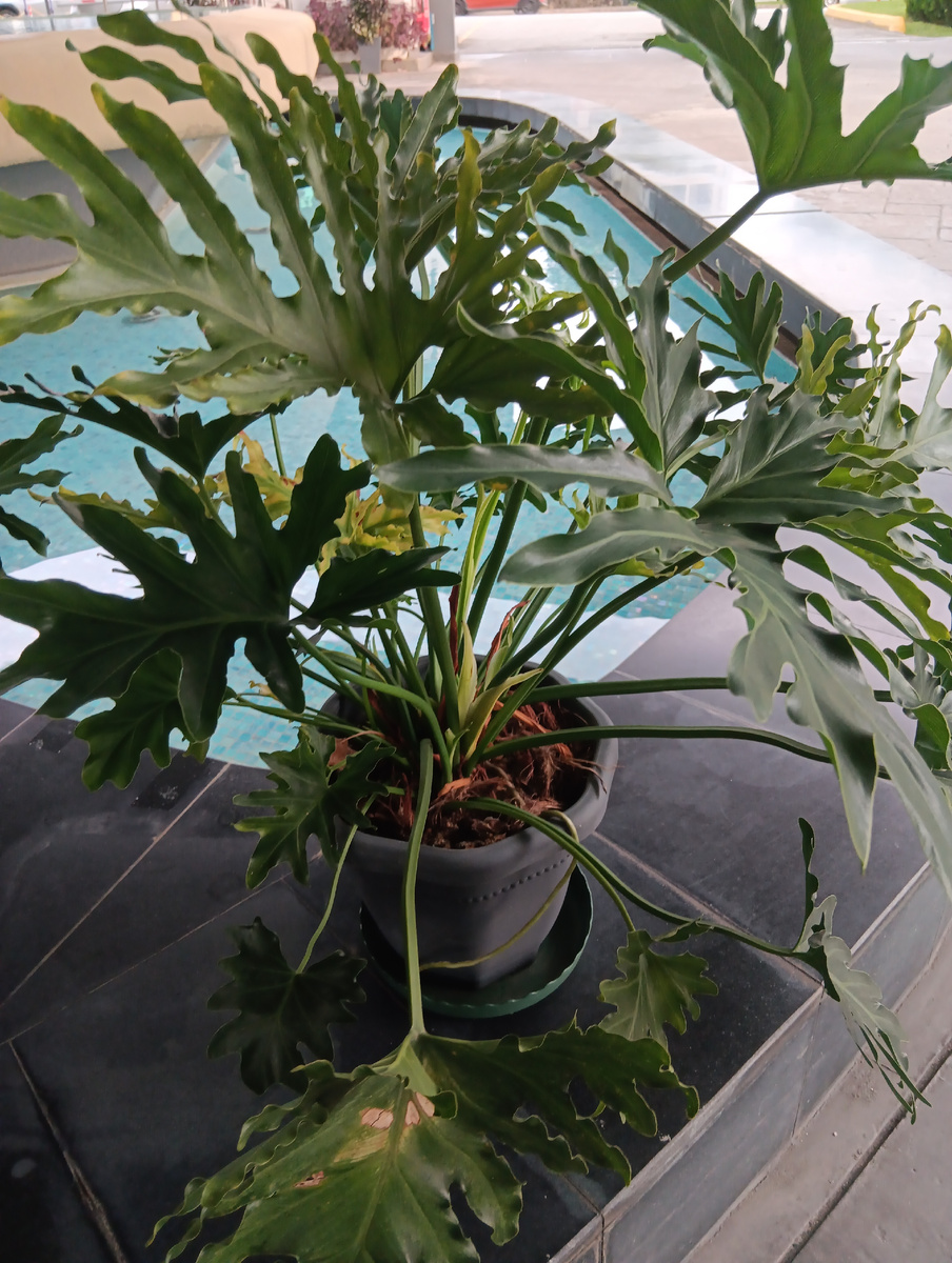 В горшке гигант ведёт себя скромнее, но с возрастом будет требовать больших объёмов.