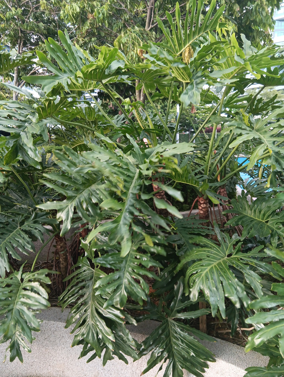 Тут несколько растений Селло на клумбе в Малайзии. Растения выше человеческого роста, листья достигают 1,5 м! 